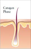 Catagen Phase | Laser hair removal